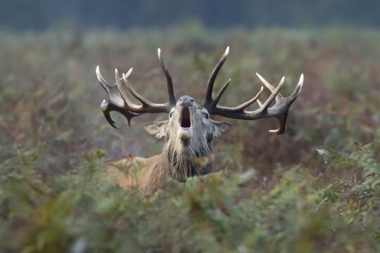 Red deer (Cervus elaphus) adult male stag animal roaring during the annual rutting season in bracken in autumn, England, United Kingdom
