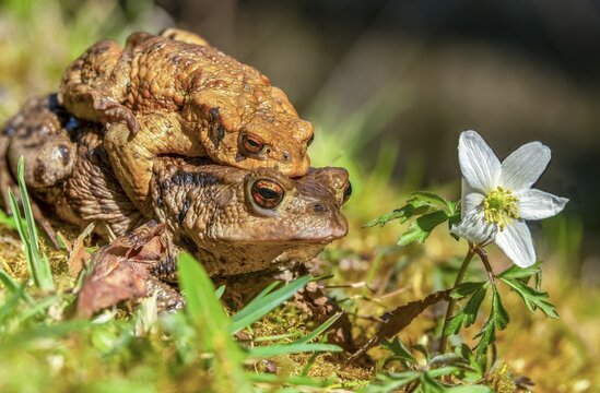 Bufo bufo, common toad, toad, amphibians, amphibians, early spawning season, amphibians, mating season, spring