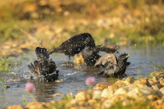 Star, Starling, Sturnus Vulgaris, Bath, Bird Bath, Birds, Passeri, Songbirds, Potion, Birdbath, Birds, Watering Place
