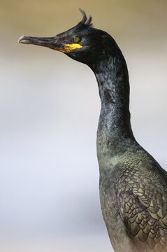 Common Shag, European Shag, Gulosus Aristotelis, Crow Shard, Norway, Phalacrocorax Aristotelis, Varanger, Birds, High Size, Portrait Format, Pelecaniforms, Ropedes, Birds, Waterbirds