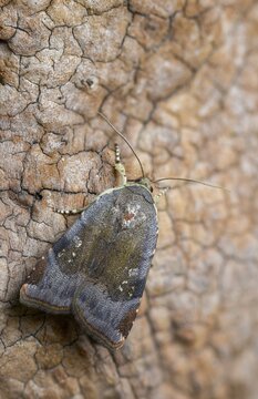 Species complex, ribbon owl, band owl spec., Noctua Janthe/Janthina, high size, portrait format, insects, moths, moths, butterflies