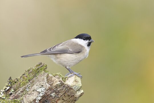 Marsh tit (Parus palustris) sitting on a tree stump, Wilnsdorf, North Rhine-Westphalia, Germany