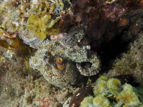 Octopus, common octopus (Octopus vulgaris), displaying its tentacles, dive site: El Cabron Marine Reserve, Arinaga, Gran Canaria, Spain, Europe, Atlantic Ocean