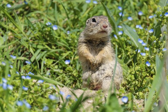 A fully grown ground squirrel (Spermophilus citellus) sits in a green meadow on a sunny day, intently observing its surroundings. Austria