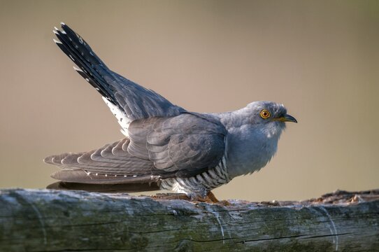 Cuckoo, cuculus canorus, cuckoo, birds, birds