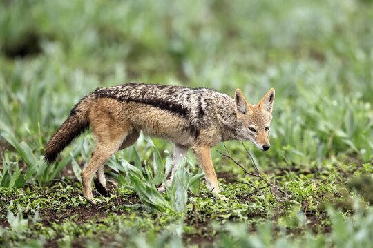 Black-backed jackal (Lupulella mesomelas), adult, stalking, alert, foraging, Kruger National Park, South Africa