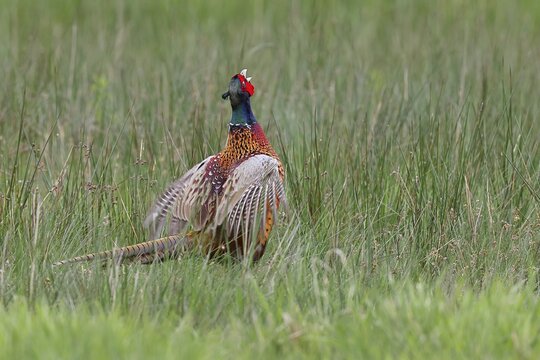 Pheasant, hunting pheasant (Phasianus colchicus), adult male bird during mating call in a meadow, territory demarcation, wildlife, Lembruch, Ochsen Moor, D&uuml;mmer nature park Park, Lower Saxony, Germany