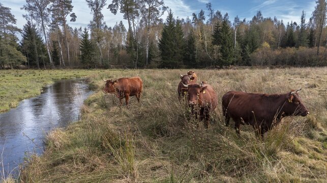 Artiodactyla, Bavaria, Bos Taurus sspec.5, cattle, even-toed ungulate, H&ouml;henvieh, Upper Palatinate, cloven-hoofed, Rotes H&ouml;henvieh, Tirschenreuth, Waldnaab, Waldnaabaue, wild willows Waldnaabaue, aerial view, domesticated animals, pet, aerial view, mammals, cattle, mammals