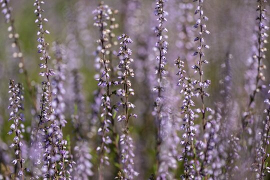 Common heather (Calluna vulgaris), Emsland, Lower Saxony, Germany