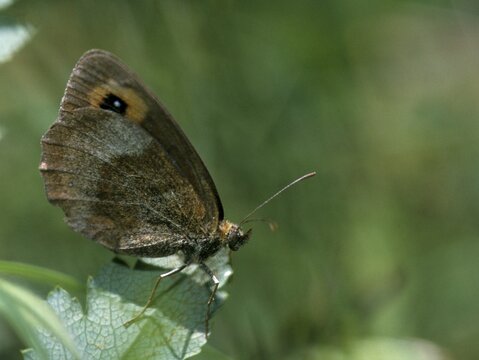 Erebia aethiops, grey-coined moth, scotch argus, dry turf forest moth, forest moth, forest moth, forest devil, butterfly, insects, butterfly, butterflies, butterflies