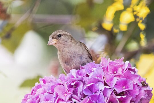 A house sparrow (Passer domesticus) perches on a pink hydrangea flower head, surrounded by a blurred, sun-drenched landscape, Hesse, Germany