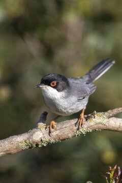 Granelli, Italy, Pantani Cuba and Longarini, velvet warbler, Sardinian warbler, Sylvia melanocephala, migratory bird sanctuary, Pantani Cuba & Longarini migratory bird sanctuary, birds, high size, portrait format, Italy, male, passeri, songbirds, Sicily, songbirds, foundation pro biodiversity, birds