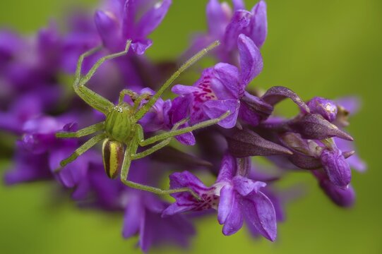 Arachnida, broad-leaved fingerwort, broad-leaved cuckoo flower, broad-leaved orchid, broad-leaved marsh orchid, fan orchid, broad-leaved marsh orchid Flora, Green Huntsman Spider, Spiders, Plants, Spiders, Spiders