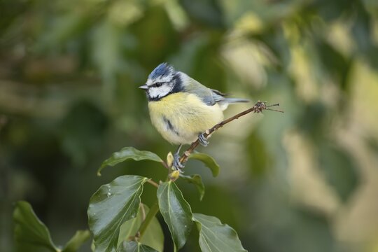 Blue tit (Cyanistes caeruleus) adult garden bird on an ivy tree branch, England, United Kingdom
