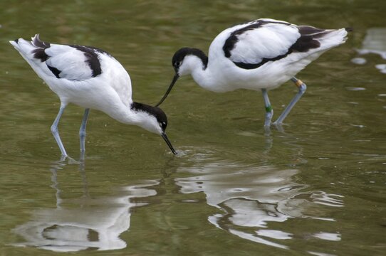 Avocet, Recurvirostra avosetta, saber beaks, birds, charadriiformes, limikolen, birds, waders, waterbirds, waders