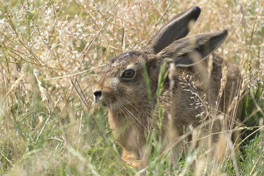European hare, hares, hares, lagomorpha, lepus europaeus, bunny, mammals, mammals