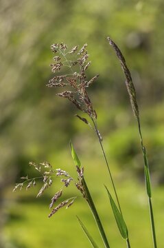 Holcus lanatus, honeygrass, meadow soft grass, velvet grass, wooly honeygrass, Yorkshire fog, flora, high size, portrait format, plants, plants