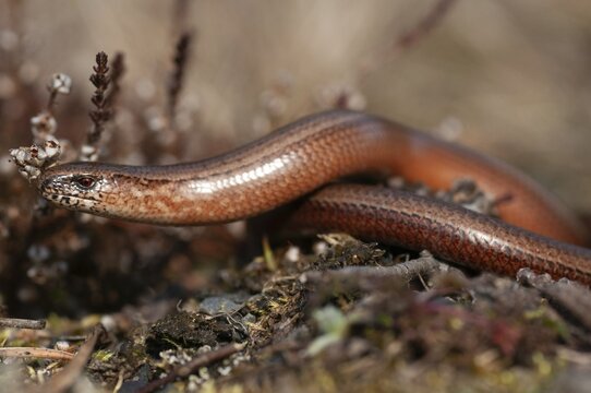 Anguis fragilis, slow worm, western slow worm, blindworm, critters, deaf adder, lizards, hazelworm, reptiles, lizards, long-cripple, reptilia, reptiles, slowworm