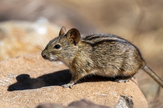 Four-striped grass mouse or four-striped grass rat (Rhabdomys pumilio), South Africa