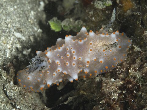 A nudibranch with orange spots, the Batangas Halgerda (Halgerda batangas), on a sandy seabed, surrounded by marine life, at the Twin Reef dive site, Penyapangan, Bali, Indonesia
