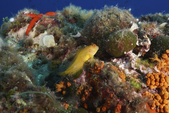 A small yellow fish, Ringneck blenny (Parablennius pilicornis), rests between colourful corals in the Mediterranean Sea near Hy&egrave;res, dive site Giens Peninsula, Provence Alpes C&ocirc;te d'Azur, France