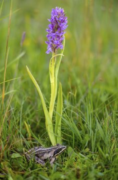Dactylorhiza incarnata, flesh-colored orchid, moor frog, orchidaceae, orchids, orchid plants, rana arvalis, stiff-leaved orchid, amphibians, early march orchid, flora, frog, frog, frogs, high size, portrait format, amphibians, plants, plants, plants