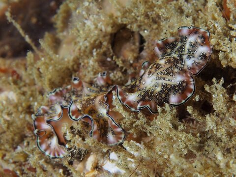 Persian carpet swirl worm (Pseudobiceros bedfordi) with wavy edges and a brown, patterned body on a sandy substrate. Dive site Sodwana Bay National Park, Maputaland Marine Reserve, iSimangaliso Wetland Park, KwaZulu Natal, South Africa