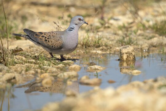 Streptopelia Turtur, Turtle Dove, Bath, Bathe, Bird Bath, Birds, Columbidae, Doves, Doves, Potions, Birdbath, Birds, Watering Place