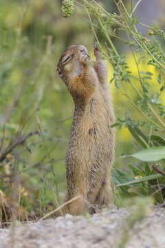 A fully grown European ground squirrel (Spermophilus citellus) eats seats, leaves and flowers in a green meadow with tall vegetation on a sunny day. Austria
