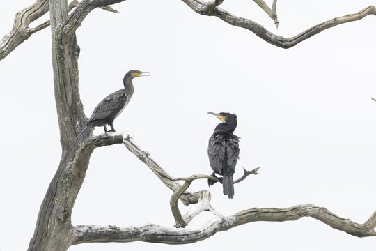 Great cormorant (Phalacrocorax carbo) two adult birds in a tree, England, United Kingdom