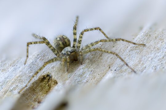 Arachnida, charcoal spider, rusty red angle spider, arachnids, tegenaria ferruginea, angle spider, spiders
