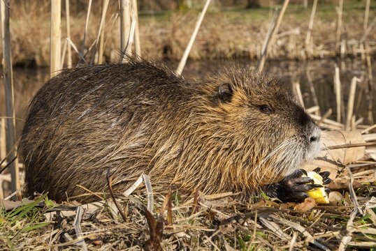 Beaver rat, coypu, myocastor coypus, rodents, nutria, rodentia, swamp beaver, mammals, rodents, mammals