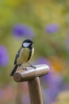Great tit, great tit, parus major, birds, garden, high size, portrait format, tits, passeri, songbirds, songbirds, tits, birds