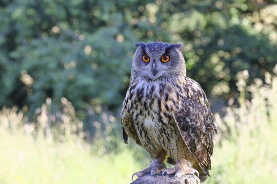 European eagle owl (Bubo bubo), perched on a post, Rhineland-Palatinate, Germany