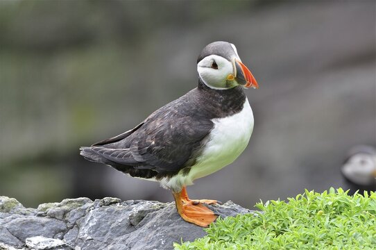 A puffin (Fratercula arctica) standing on a rock next to some green plants, Shetland, Shetland Islands, Scotland, Great Britain