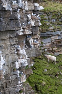Artiodactyla, black-legged kittiwake, domestic sheep, kittiwake, even-toed ungulate, domestic sheep, Norway, Ovis Gmelini aries, cloven-hoofed, rissa tridactyla, varanger, birds, charadriiformes, domesticated animals, gulls, pet, high size, portrait format, limikolen, mammals, seagulls, sheep, sheep, mammals, birds