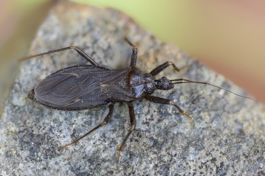 Large predatory bug, heteroptera, Reduviidae, Reduvius personatus, dust bug, insects, masked hunters, predatory bugs, bedbugs