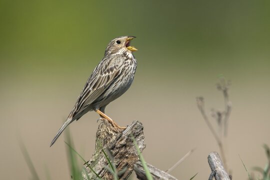 Brandenburg, Corn Bunting, Germany, Emberiza Calandra, Corn Bunting, Miliaria Calandra, Nabu, Nabu Project, National Natural Heritage, Gr&uuml;nhaus Nature Paradise, Post-Mining Landscape, Birds, Call, Song, Gr&uuml;nhaus, Passeri, Call, Singing, Songbirds, Birds