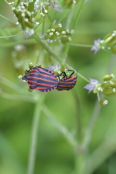 Stripe bugs (Graphosoma italicum) mating on a flower of the meadow chervil (Anthriscus sylvestris), macro photograph, Wilnsdorf, North Rhine-Westphalia, Germany