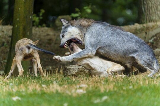 Timberwolf, wolf, American wolf (Canis lupus lycaon), Germany, wolves and pups playing, with one pup having its tail pulled