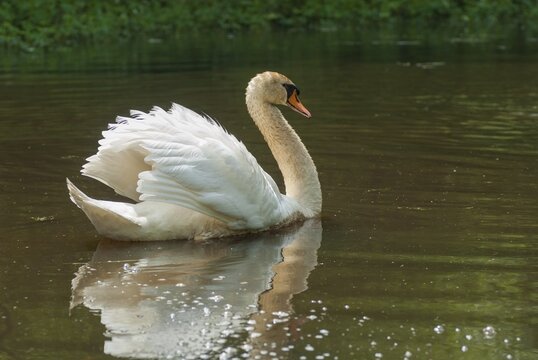 Cygnus olor, mute swan, anatidae, birds, duckbirds, mute swan, male, swan, swans, swans, birds, waterbirds, waterbirds