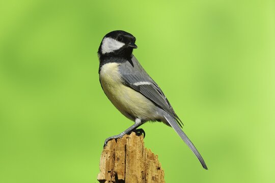 Great tit (Parus major) on tree stump, Siegerland, North Rhine-Westphalia, Germany