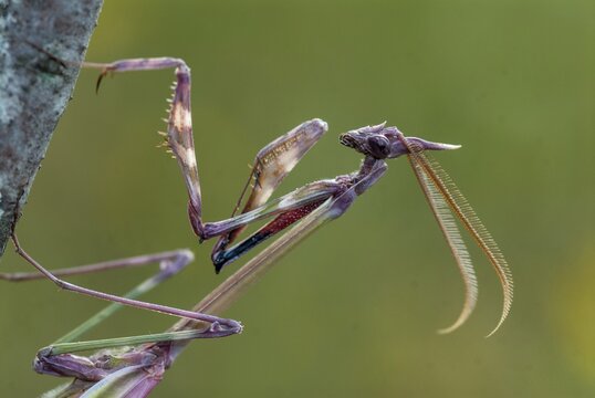 Empusa pennata, crested mantis, Conehead mantis, Extremadura, mantis, insects, Spain