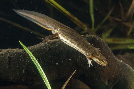 Lissotriton vulgaris meridionalis, Lissotriton vulgaris schreiberi, Schreiber's pond newt, smooth newt, pond newt spec., amphibians, caudata, female, amphibians, newts, tail amphibians, water newts, female