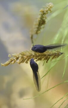 70 days old, bufo calamita, epidalea calamita, toad, natterjack toad, amphibians, amphibians, high size, portrait, tadpole, larva, larva, amphibians, tadpole