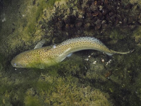 Burbot (Lota lota) lies flat on sandy, green ground, dive site Zollbr&uuml;cke, Rheinau, Canton Zurich, Rhine, High Rhine, Switzerland, Germany
