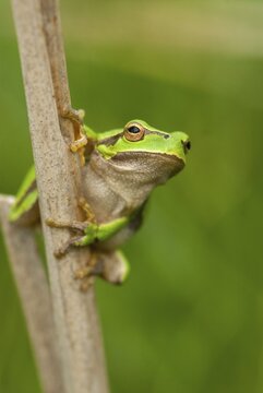 Eastern tree frog, hyla orientalis, tree frog, amphibians, amphibians, Bulgaria, frog, frog, high size, portrait format, amphibians, eastern tree frog