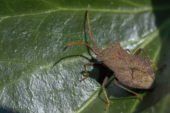 Ampfer border bug, brown squash bug, coreus marginatus, dock bug, dock leaf bug, common border bug, heteroptera, leather bug, fringe bug, insects, bugs