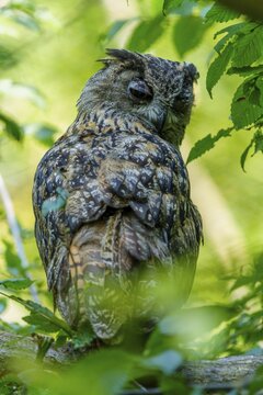 Eurasian Eagle-owl (Bubo bubo), Germany. An owl is perched on a branch, surrounded by green foliage, looking to the side