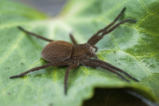 Araneomorphae, Dolomedes Plantarius, ridged water spider, moor hunting spider, predatory spiders, web spiders, fen raft spider, great raft spider, hunting spiders, spiders